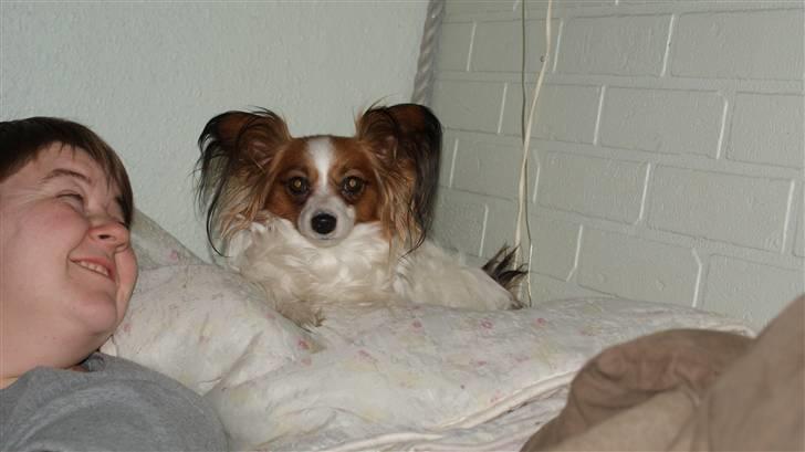 Papillon molly - det her er mit yndlingshjørne på sofaens ryglæn billede 13