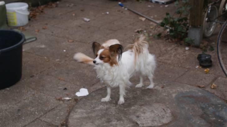 Papillon molly - tror mor har noget lækkert til mig billede 14