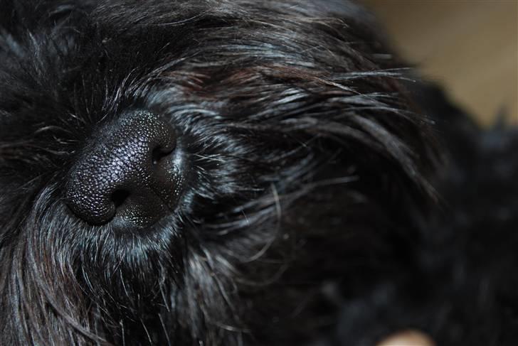 Dvaergschnauzer Frida - foto:MHHTV .mig d; billede 20