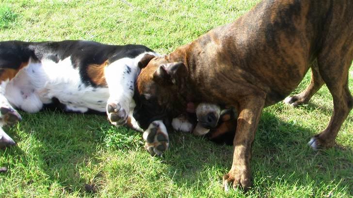 Boxer Mathilde - tager lige forskud på bendagen billede 11