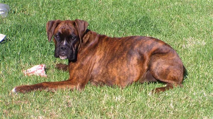 Boxer Mathilde - må jeg ikke godt snart spise billede 12