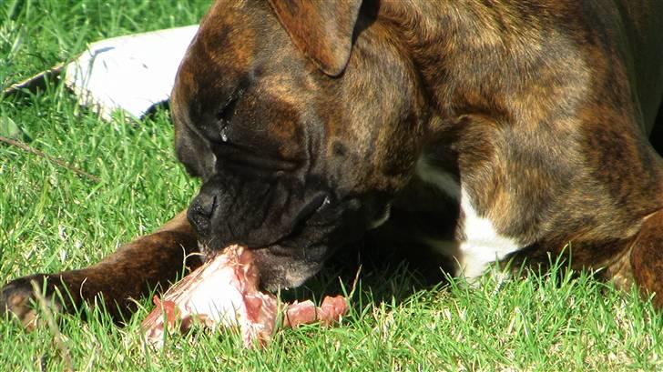 Boxer Mathilde - aaah det gør godt på bisserne billede 13