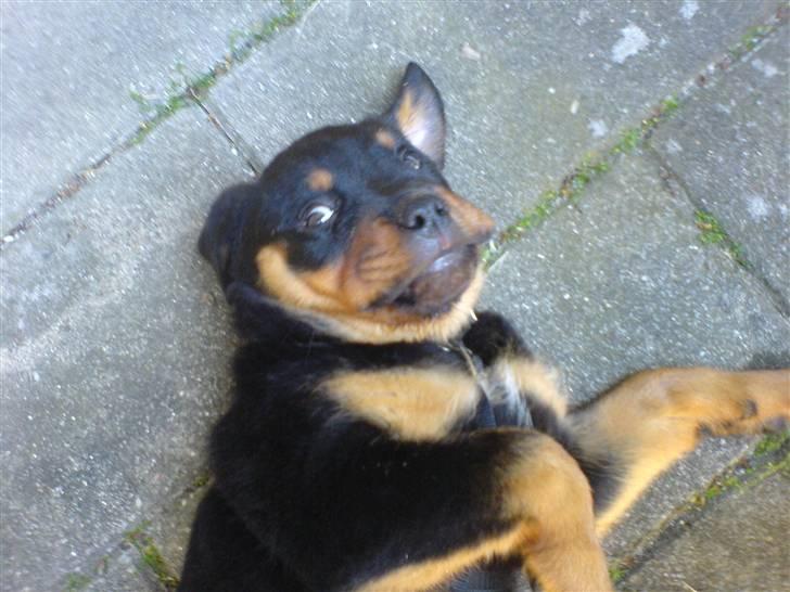 Rottweiler Kenja billede 10