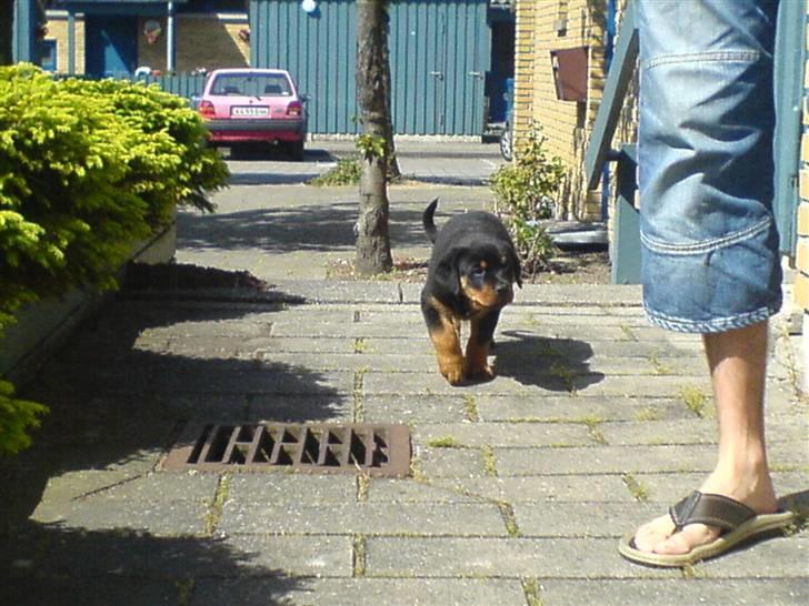 Rottweiler Kenja billede 11