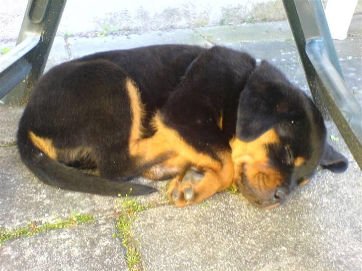 Rottweiler Kenja billede 12