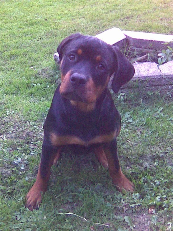 Rottweiler Kenja billede 13