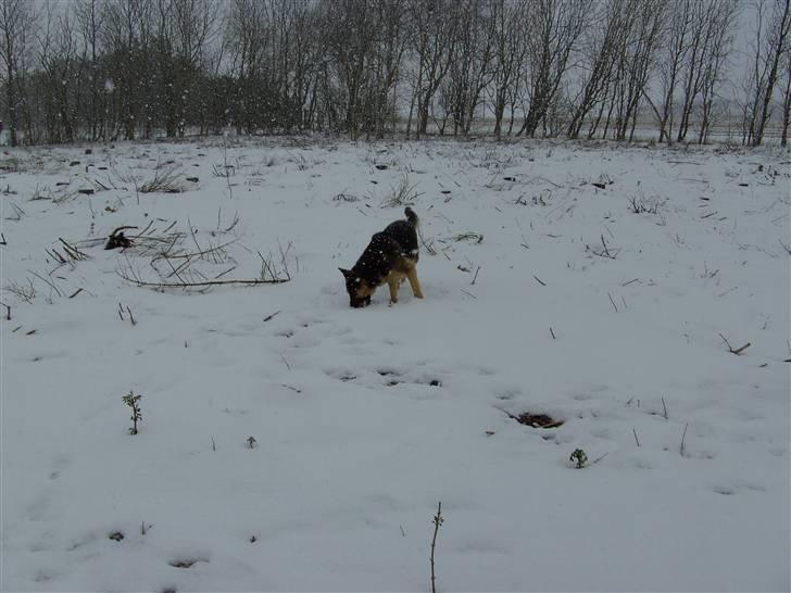 Schæferhund Bella billede 6