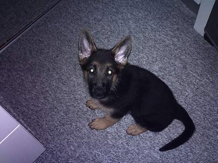 Schæferhund Gry billede 1