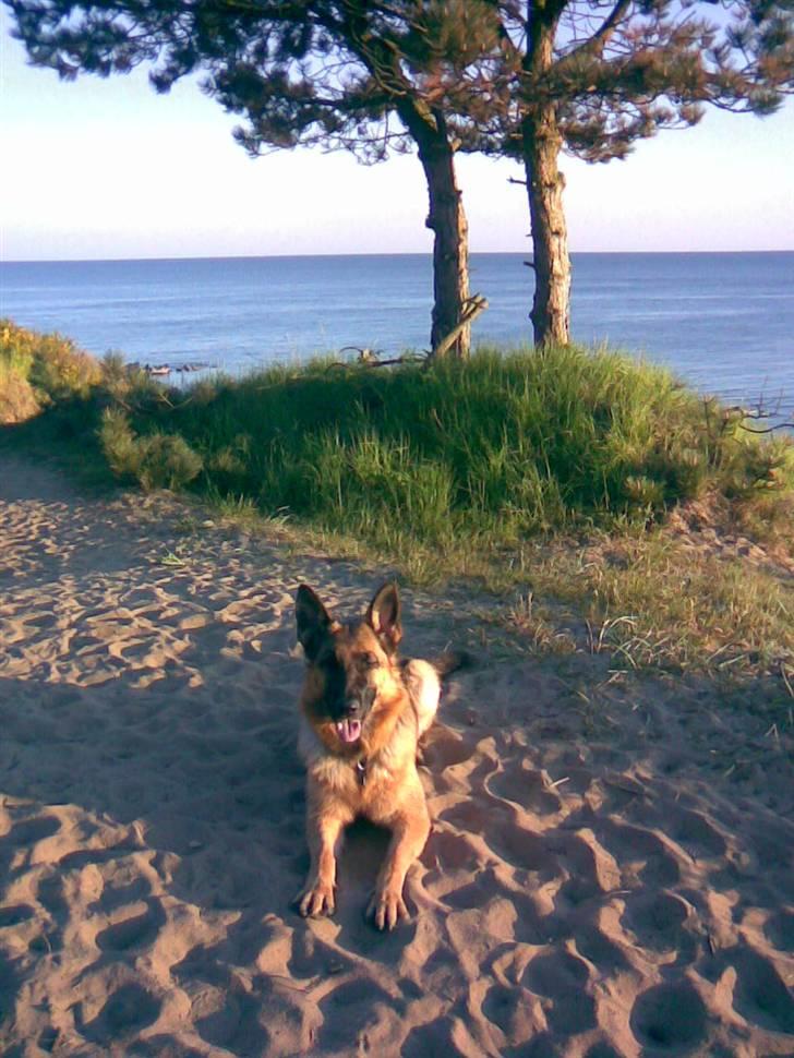 Schæferhund Gry billede 3