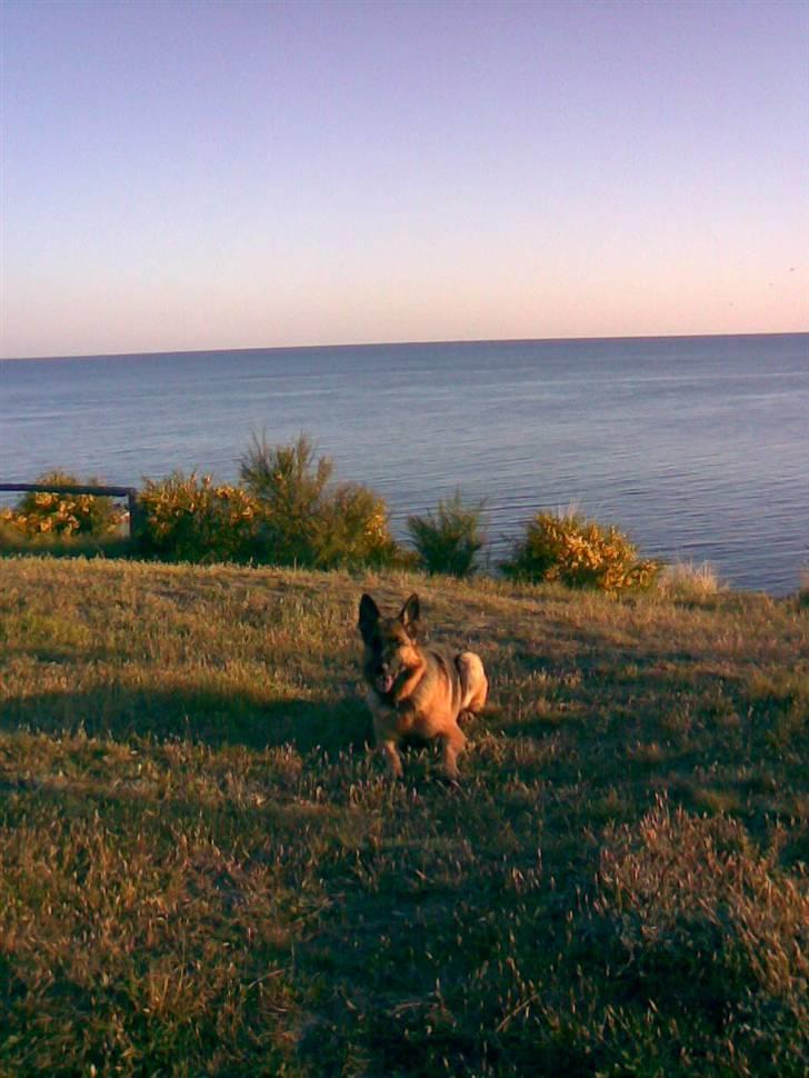 Schæferhund Gry billede 4