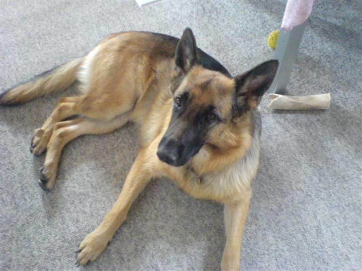 Schæferhund Gry billede 5