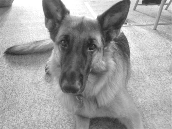 Schæferhund Gry billede 6