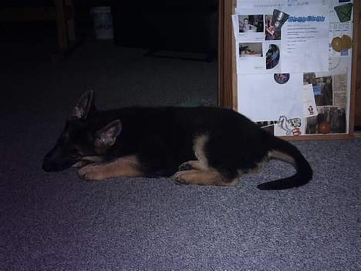 Schæferhund Gry billede 10