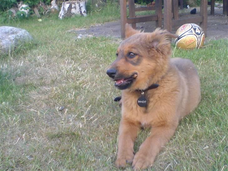 Blanding af racer bandit - jeg elskER HAM!!!!!!!!!!!!!!!!!!!!!!!!!!!!!!!!!!!!!!!!!!!!!!!!!!!!!!!!!!!!!!!!!!!!!!!!!!!!!!!!!!!!!!!!!!!!!!!!!!!!!!!!!!!!!!!!!!!!!!!!!!!!!!!!!!!!!!!!!!!!!!!!!!!!!!!!!!!!!!!!!!!!!!!!!!!!!!!!!!!!!!!!!!!!!!!!!!!!!!!!!!!!!!!!!!!!!!!!!!!!!!!!!!!!!!!!!!!! billede 1