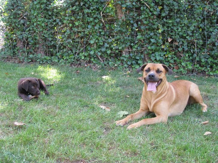 Labrador retriever BOUNTY - Chica og mig hygger rigtig meget, min papsøster billede 13