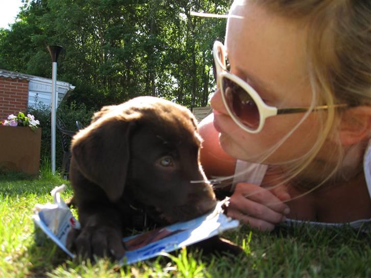 Labrador retriever BOUNTY - Mig og mutti hygger billede 14