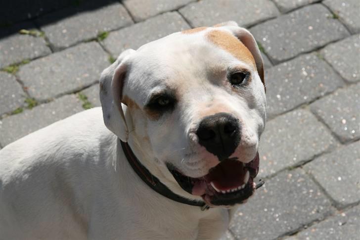 Amerikansk bulldog Diesel aka prutsvin:-P billede 10