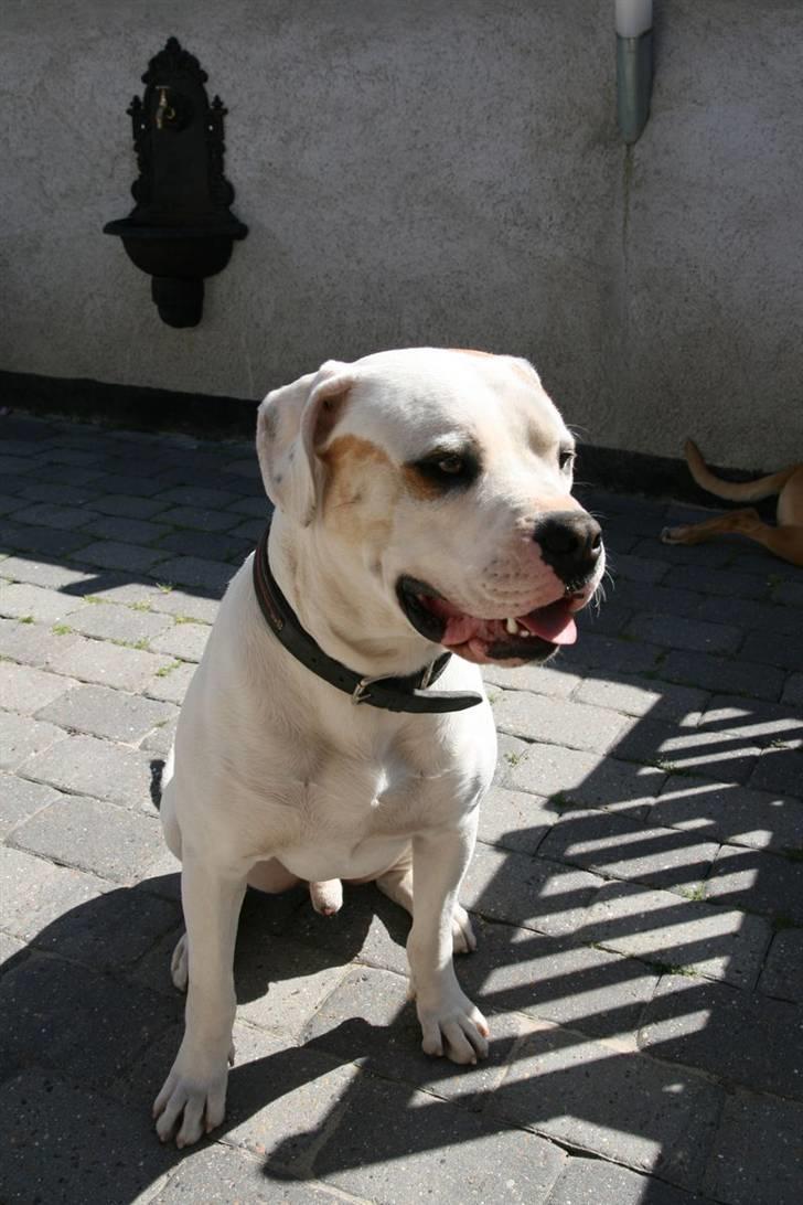 Amerikansk bulldog Diesel aka prutsvin:-P billede 11