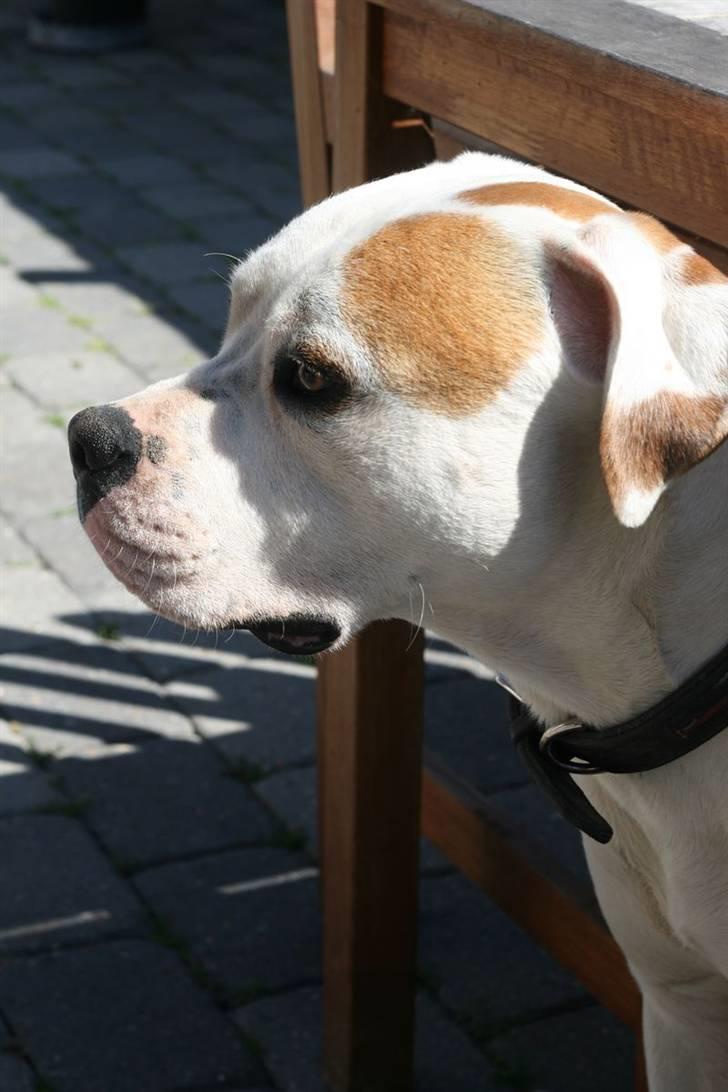 Amerikansk bulldog Diesel aka prutsvin:-P billede 12