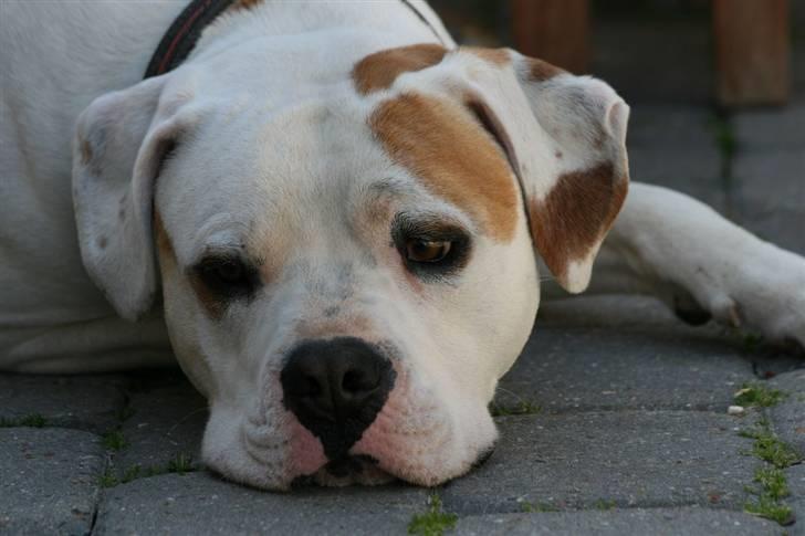 Amerikansk bulldog Diesel aka prutsvin:-P billede 13