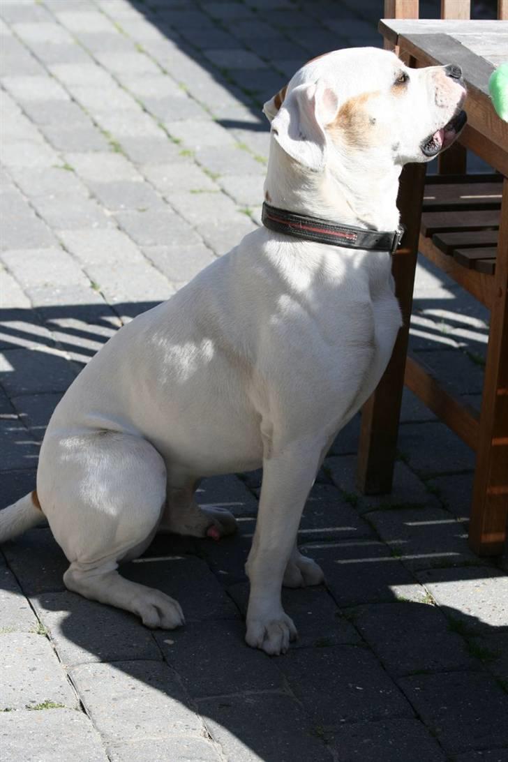 Amerikansk bulldog Diesel aka prutsvin:-P billede 14