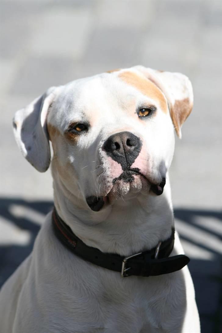 Amerikansk bulldog Diesel aka prutsvin:-P billede 15