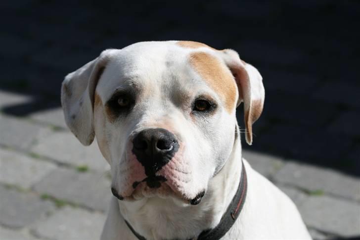 Amerikansk bulldog Diesel aka prutsvin:-P billede 16