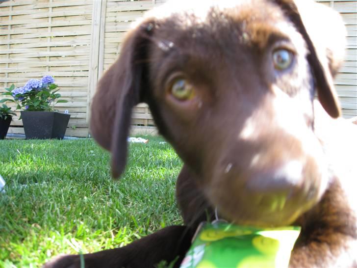 Labrador retriever BOUNTY - HVAD det er en is, MIN is billede 15