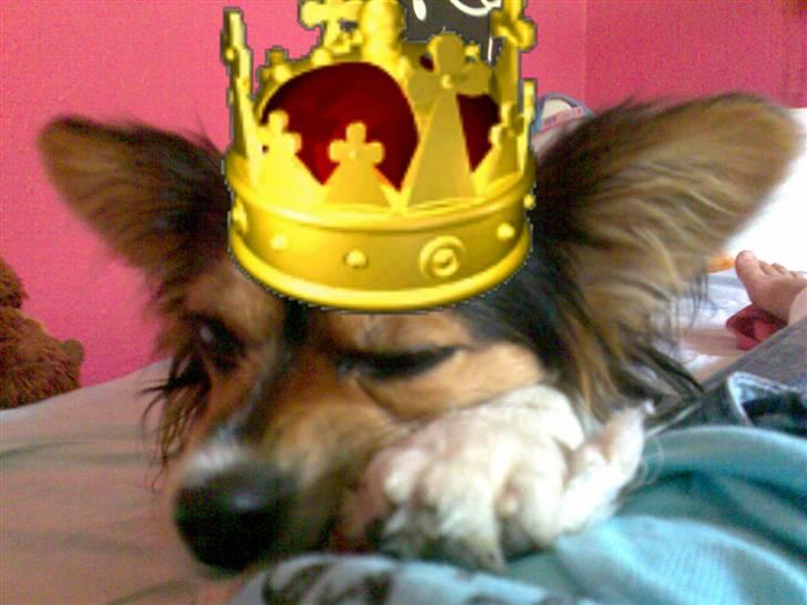 Papillon maggie - her er mig og maggie billede 1