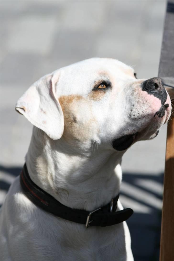 Amerikansk bulldog Diesel aka prutsvin:-P billede 18