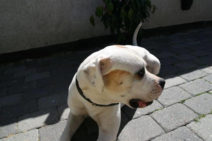 Amerikansk bulldog Diesel aka prutsvin:-P billede 19