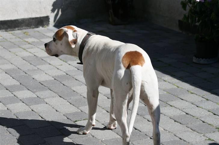 Amerikansk bulldog Diesel aka prutsvin:-P billede 20