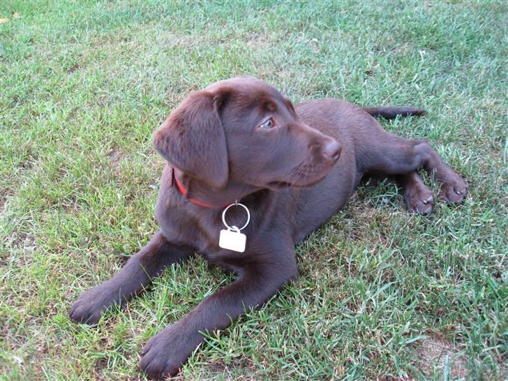 Labrador retriever BOUNTY billede 16