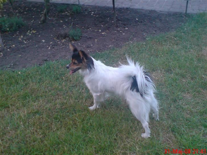 Papillon maggie - maggie er optaget af noget i hækken billede 2