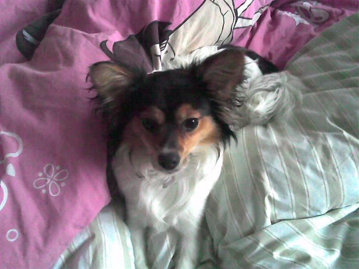 Papillon maggie - maggie er dronning af dynen billede 3