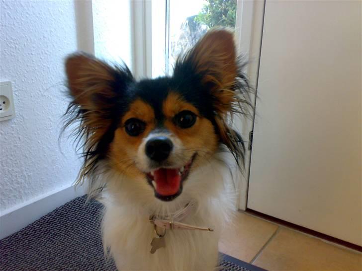 Papillon maggie - MAGGIE!!! billede 4