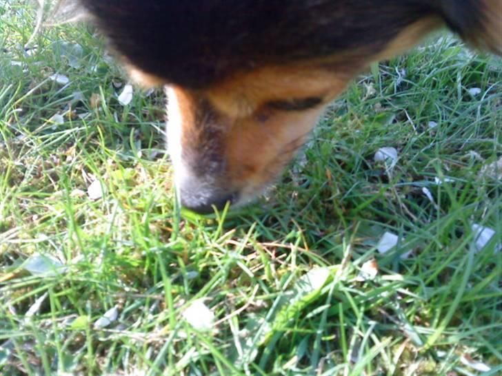 Papillon maggie - maggie med godbid.. billede 5