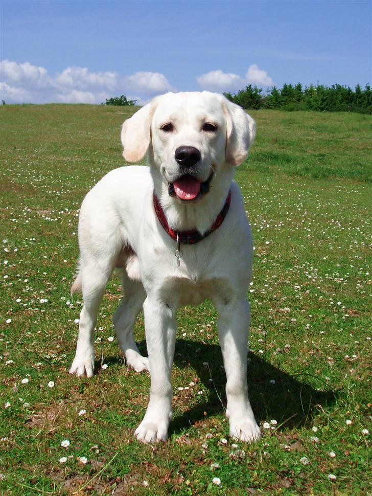 Golden retriever /Labrador Basse * DU ER SAVNET * - Velkommen til Basses profil :) billede 1