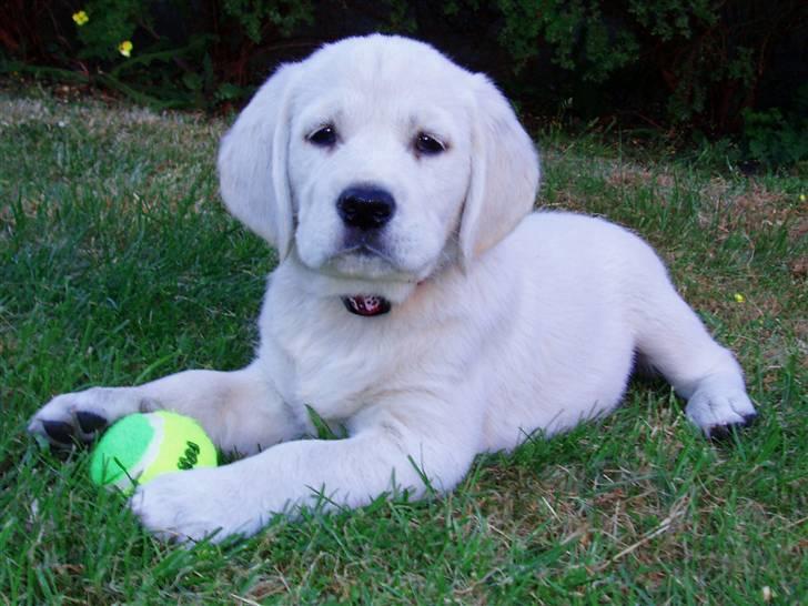 Golden retriever /Labrador Basse * DU ER SAVNET * - 8 uger  og frisk på at udforske verden ! :) billede 2