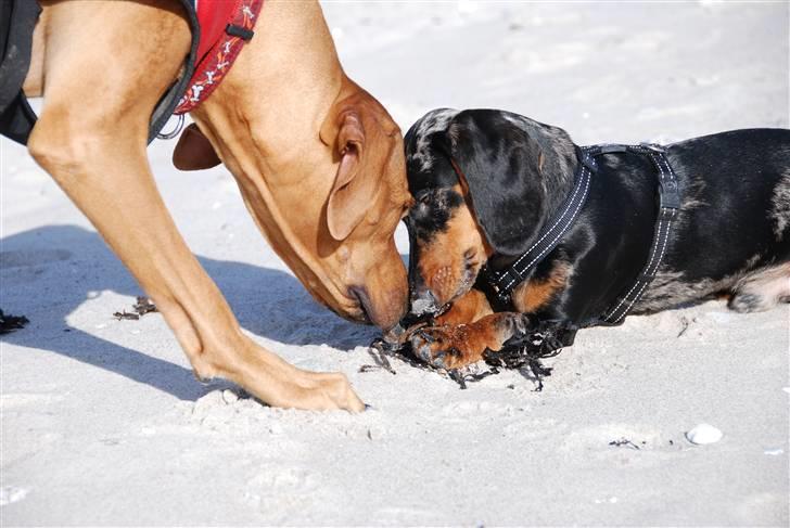 Gravhund Punch - Jeg elsker hende, hun er stor og smuk billede 13