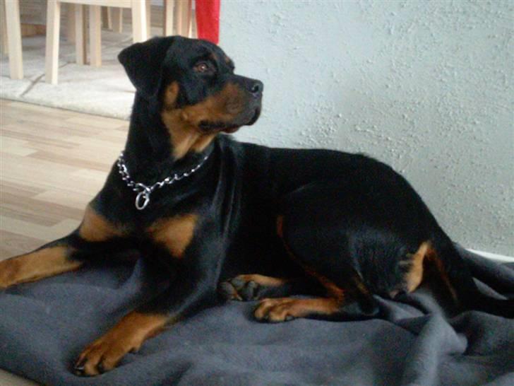 Rottweiler jessie billede 1