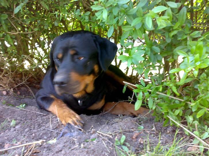 Rottweiler jessie billede 2
