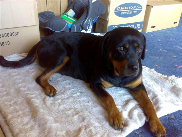 Rottweiler jessie billede 3