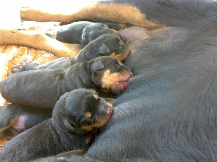 Rottweiler jessie billede 4