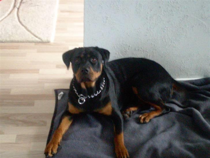 Rottweiler jessie billede 5