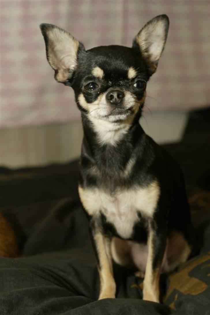 Chihuahua Loba billede 1