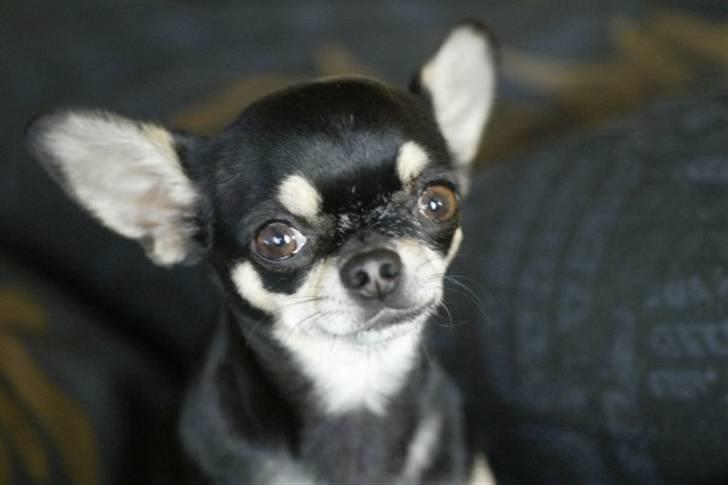 Chihuahua Loba billede 2