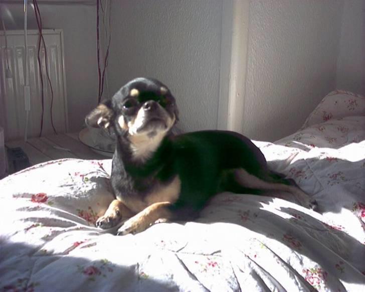 Chihuahua Loba billede 3