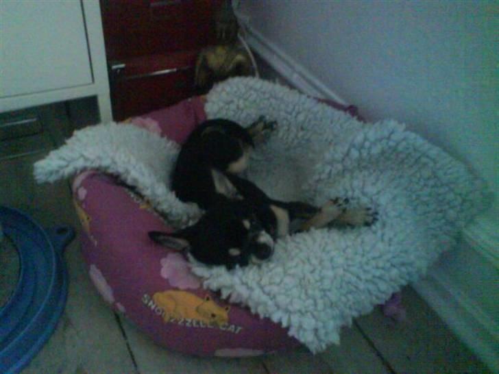 Chihuahua Loba billede 4