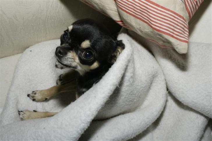 Chihuahua Loba billede 5